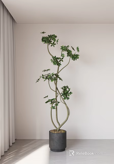 Slender Twisted Bonsai Plant With Green Leaves Against White Wall And Light Curtains 3d model 