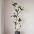 Slender Twisted Bonsai Plant With Green Leaves Against White Wall And Light Curtains