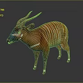 Okapi Wild Animal With Reddish Brown Coat White Stripes Horns And Distinctive Facial Markings