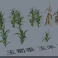 Green and Yellow Corn Stalks in Various Growth Stages for Garden Landscape