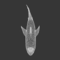 3D Shark Model With Open Mouth Sharp Teeth And Fins On Gray Background 3d model
