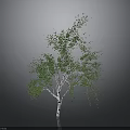 White Trunk Birch Tree With Lush Green Leaves On Gray Background