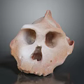 Unique Skull Sculpture With Brown And White Textured Surface On Gray Background