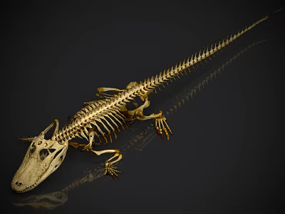 Detailed Crocodile Skeleton Showing Complete Bone Structure With Reflection On Dark Background 3d model