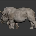 Large Adult Rhinoceros Standing With Small Baby Calf On Dark Reflective Surface