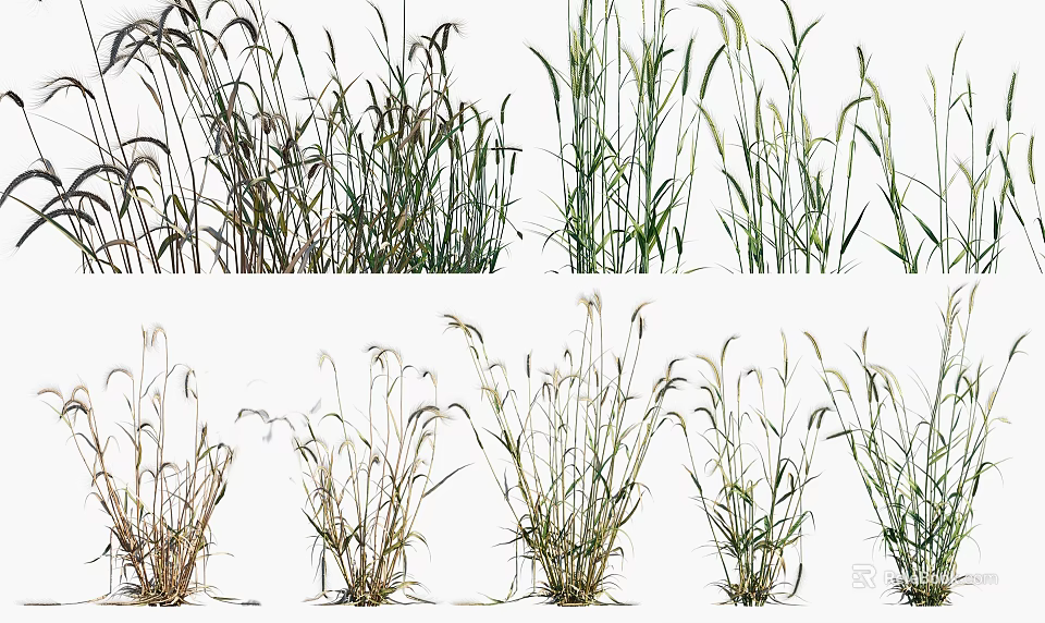 Diverse Cereal Crops Showing Green And Yellowish Growth Stages In Natural Setting 3d model 