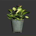 Variegated Green and Yellow Leaf Houseplant in Grey Metal Pot Against Dark Background
