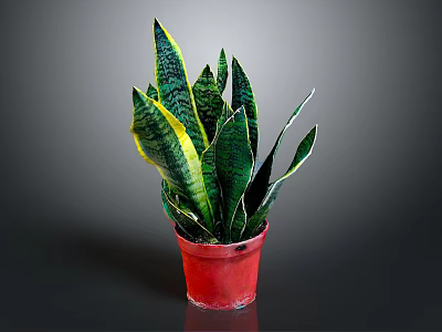 Sansevieria Snake Plant With Green And Yellow Striped Leaves In Red Pot 3d model