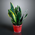 Sansevieria Snake Plant With Green And Yellow Striped Leaves In Red Pot
