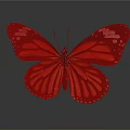 Orange and Black Butterfly with White Spots on Wings and Reflection on Gray Background