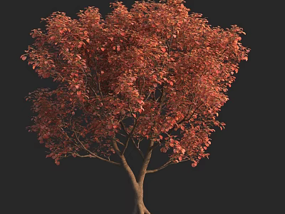 Tall Arbor with Vibrant Red Leaves and Dense Crown in Autumn Season 3d model