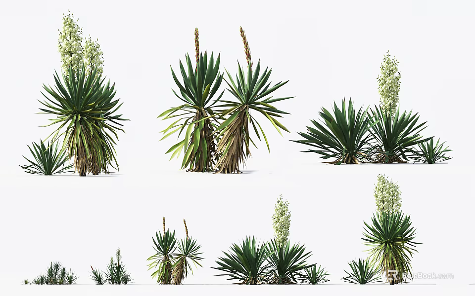 Various Yucca Plants With Green Leaves And Flower Stalks In Different Sizes 3d model 