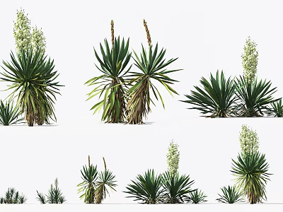 Various Yucca Plants With Green Leaves And Flower Stalks In Different Sizes 3d model
