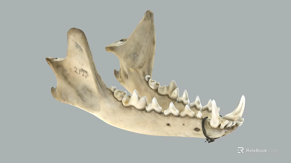 Animal Jawbone Skeleton With Sharp Teeth And R75 Mark On Gray Background 3d model 