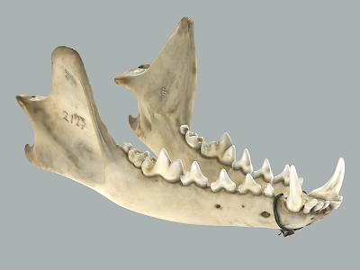 Animal Jawbone Skeleton With Sharp Teeth And R75 Mark On Gray Background 3d model
