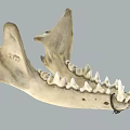 Animal Jawbone Skeleton With Sharp Teeth And R75 Mark On Gray Background 3d model