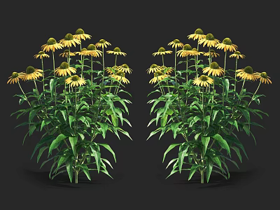 Vibrant Yellow Coneflowers With Lush Green Leaves Growing On Dark Background 3d model