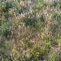 Wildflowers And Green Grass Growing In Natural Outdoor Field With Yellow Blooms