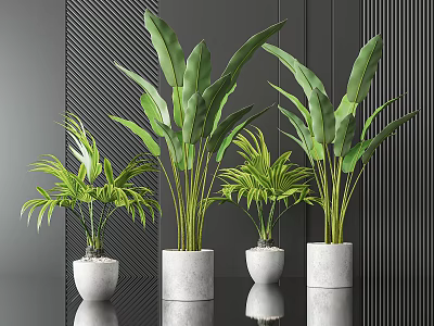 Bonsai Potted Plants With Tropical Palm Leaves In White Concrete Pots Against Modern Dark Wall 3d model