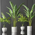 Bonsai Potted Plants With Tropical Palm Leaves In White Concrete Pots Against Modern Dark Wall