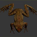 Reptile With Orange And Brown Textured Skin Crawling On Dark Background