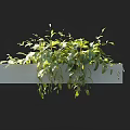 Lush Green Hanging Basket Plants With Trailing Foliage For Indoor Home Decor