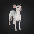 White Italian Greyhound Dog Standing on Black Background in 3D Rendering 3d model