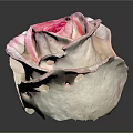 Beautiful Pink And White Gradient Rose With Soft Petals In Elegant Bloom Against Dark Background