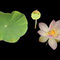 Fresh Green Lotus Leaf Pink Flower And Seed Pod Isolated On Black