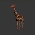 Giraffe in standing pose with long neck and spotted coat on gray gradient background