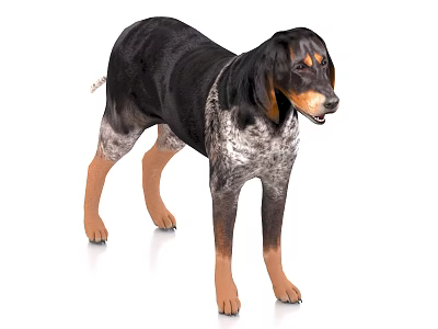 Alert Black Gray Spotted Dog With Brown Legs And Face Standing On White Background 3d model