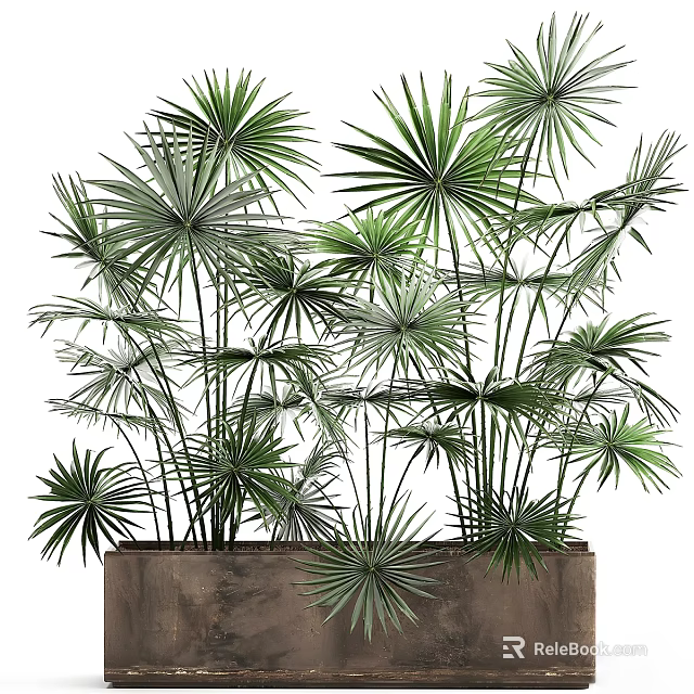 Lush Green Palm Leaves In Wooden Planter For Tropical Indoor Decor 3d model 