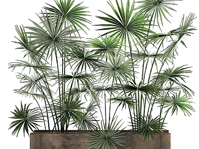 Lush Green Palm Leaves In Wooden Planter For Tropical Indoor Decor 3d model