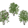 Decorative Arbor Trees With Purple Flowers Green Foliage And White Blossoms