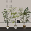 Various Bonsai Potted Plants With Different Leaf Types In White Gray Wooden Pots On Modern Shelf