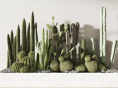 Various Types of Cactus Potted Plants with Small Stones on White Countertop 3d model