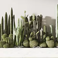 Various Types of Cactus Potted Plants with Small Stones on White Countertop