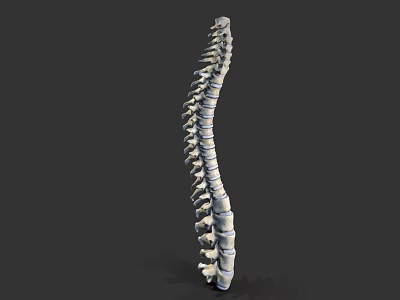 human spine medicine medical spine 3d model