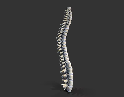 3D Rendered Anatomical Spine Model Medical Device For Clinical Education Use 3d model