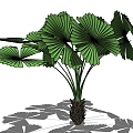 Palm Tree 3d model