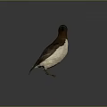 Seabird Flying Animal With Dark Head Brown Back And White Belly Standing On Gray Background