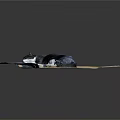 Tatami Mat With Black And White Cat Lying On Gray Cloth