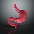 3D Rendered Red Stomach Model With Detailed Textured Surface And Anatomical Structure
