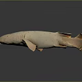 Light Pink Spotted Shark With Smooth Body Shape And Reflection On Dark Surface 3d model