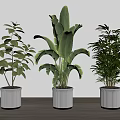 Three Green Leafy Potted Plants In White Ribbed Pots For Indoor Modern Decor