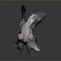 Silver Goldfish With Big Eyes And Transparent Fins On Dark Background With Reflection
