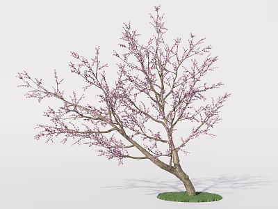 Deciduous Tree with Purple Flowers and Curved Trunk on Green Grass Base 3d model