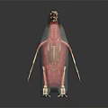 3D Bird Anatomical Model Showing Internal Organs And Hair Structure