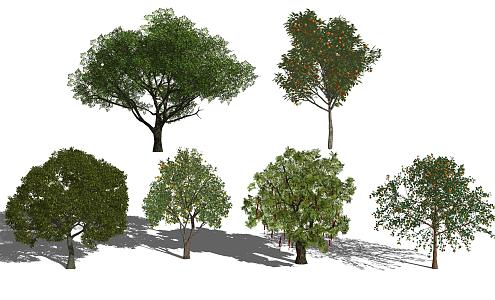 Fruit Tree Pear Tree Pineapple Tree Orange Tree 3d model