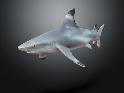 Gray Shark Swimming In Ocean With Sharp Fin And Powerful Tail 3d model
